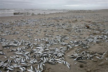 Мертвая рыба на побережье Балтийского моря