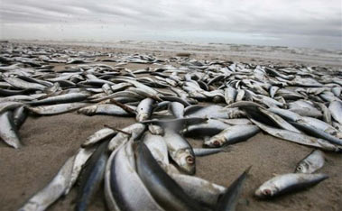Мертвая рыба на побережье Балтийского моря